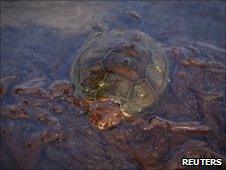 Turtle covered in oil