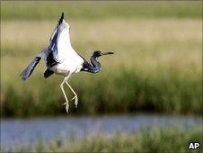 Blue heron flies over marshland