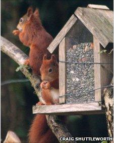 Two red squirrels at a feeder in Menai Bridge