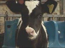 Cow at Pembrokeshire farm