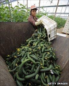 Spanish cucumbers being thrown away