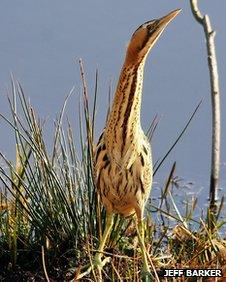 A bittern (pic: by Jeff Barker)