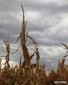 A damaged corn crop in Harvey County, central Kansas