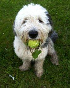 can a old english sheepdog live in india