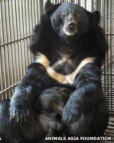 Moon bear in Vietnamese bear farm