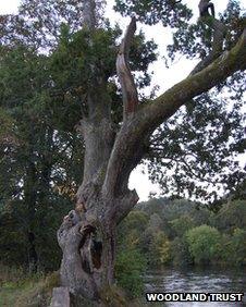Niel Gow's Oak