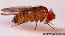Fruit flies like this one were sent into space in 1947