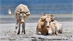 Cows on the beach on Cedar Island, North Carolina, in July 2017