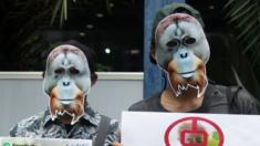 Indonesia Activist Campaign To Save Orangutan, March 1 2019
