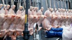 Chicken being processed in Arkansas, USA