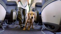 dog on an airline