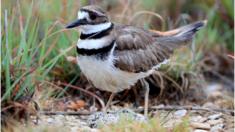Killdeer protects a nest with eggs in Dallas, Texas.