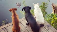 Three dogs look down on to a hippo poking out of a river
