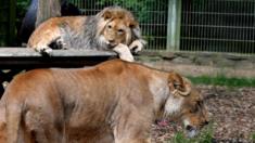 The lions Malor and Lira (front) in Eifel Zoo in 2016