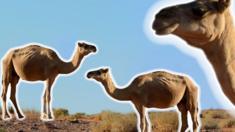camel thumb