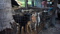 Dogs are kept in a cage as a woman boils water at a slaughterhouse in Siem Reap province (file photo)