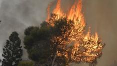 A tree burns in Mechref south of Beirut as forest fires burn across Lebanon