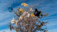 Plastic bags are stuck on a thorny bush in San Pedro de Atacama, Chile