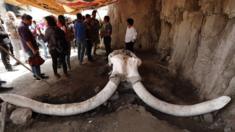 A mammoth skull with two tusk filling an excavation site