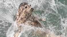 A spotted seal is released into the sea in Dalian, northeast China's Liaoning Province, May 10, 2019.
