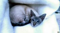 кот