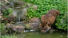 အင်ဒိုမှာ ကျားလိုက်လို့ သစ်ပင်ပေါ်တက်နေရ - BBC News မြန်မာ