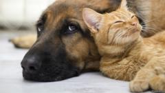 Овчарка с рыжим котом