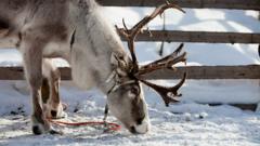 Одомашненный северный олень