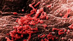 Что на самом деле происходит с едой, упавшей на пол - BBC News Русская служба