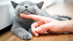 Кошка