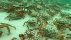 Spider crabs on sea floor