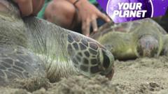 A turtle on the beach