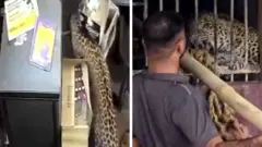 A composite image of a leopard under a table and the same leopard in a cage later