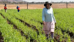 Kelebogile Mosime goes through the field with green police officers. Two agricultural workers can be seen for its spraying of crops.