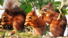 Red squirrels.