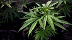 Cannabis plant - generic