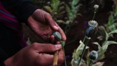 Lima alasan Myanmar geser Afghanistan jadi produsen opium terbesar di dunia