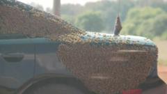 Bees on car