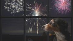 Cachorro olhando preocupando com janela cheia de fogos de artifício ao fundo