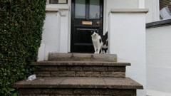 Кошка в Англии