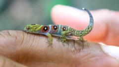Close-up of a Union Island gecko