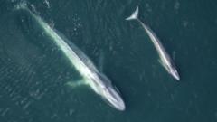 blue-whales-swimming