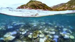 Terumbu karang di dunia memutih akibat panas yang mematikan di dalam laut