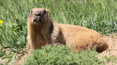 A marmot rests in a sunny field near a dandelion