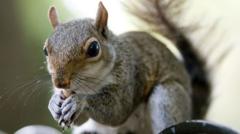 Island fights back grey squirrel invasion