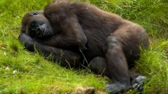 У человекообразных обезьян сон вполне человеческий