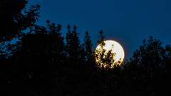 In pictures: Buck Moon rises over England - BBC News