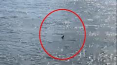 Is this a shark swimming in the River Thames?