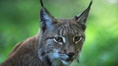 The return of the lynx - BBC News