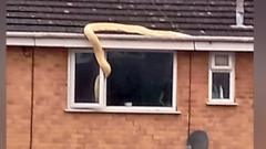 Snake on roof